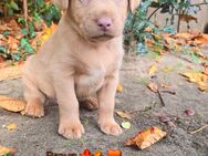 Reinrassige Labrador Welpen Silber, Charcoal und Champagner - Essen (Oldenburg)