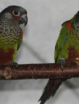 Blaustirnrotschwanzsittich - Groß Miltzow