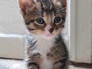 Bkh Perser Mix kitten - Delmenhorst