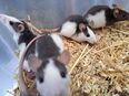 Hübsche junge bunte Farbratten Ratten männlich weiblich Tierversand möglich in 01844
