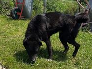☀️Liebevolle Gigi sucht dich!🐾 - Eislingen (Fils)