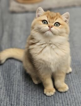 BKH MÄDCHEN Auri - Kamen