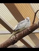 Diamanttäubchen in 15936