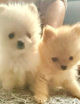 Pomeranian (Zwergspitz) Welpen - Rheinau