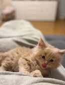 Liebevolle Main Coon Babys suchen ein schönes Heim in 51371