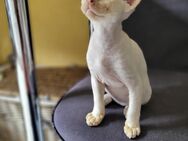 Devon Rex Kitten Abholbereit Erbkrankheiten frein Linien mit Stammbaum - Witten