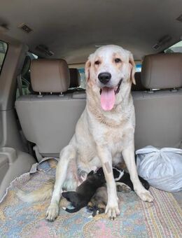 Alba - Mönchengladbach