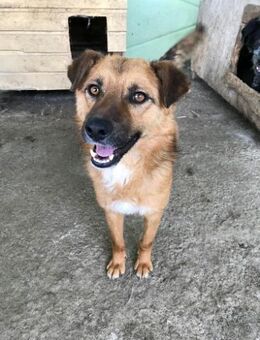 Stevie, sehr freundlich und lieb - Bonndorf (Schwarzwald)
