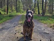 Charlotte, ideal für Malinois-Liebhaber - Lich