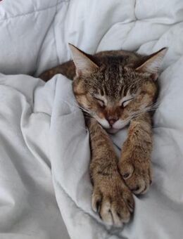 Sanfte, verträgliche Katze Greta - Karlsruhe