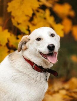 Aktive Dakota sucht liebevolles Zuhause - Duisburg