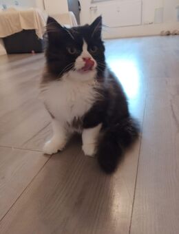 Brittisch Langhaar Kater sucht ein neues für immer Zuhause - Sundern (Sauerland)