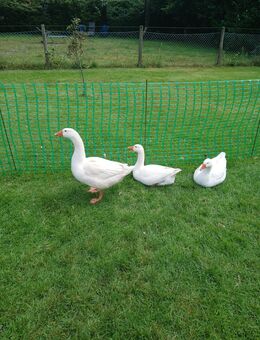 3 Gänse Weidegänse - Fintel