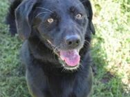 Poldi - ruhiger Senior,sucht Einzelplatz - Lohmar