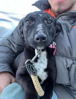 Dayana - das verschmuste Hundemädchen - Rambin