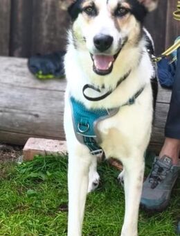 DONNA - wartet in 86975 Bernbeuren - Kempen