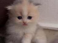 Wunderschöne BKH Kitten - Dortmund