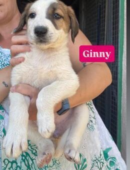 Ginny - wer hat mich lieb - Grevenbroich