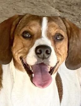 HANDY - ein GANZ besonderer Hund - Dänischenhagen