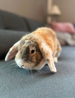 3 Hasen - Lüdersdorf