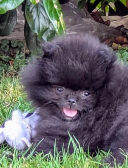 Traumhaft schöne Pomeranian Zwergspitz Hündin Welpe Bärchen-Typ - Rayerschied