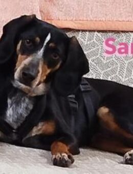 Sara - ängstlich und lernwillig - Heppenheim (Bergstraße)