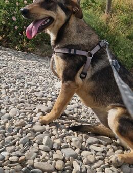 Layla; pure Lebenslust im Rampenlicht - Geilenkirchen