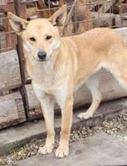 Blondy hübsche junge Hündin - Hüllhorst