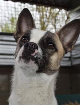 Amador sucht Hundeversteher - Schnarup-Thumby