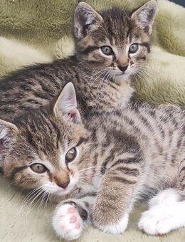 Katzen Babys suchen liebevolles Zuhause - Weismain