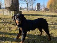 Halllööööchen, ich bin 🎀 Kalea 🎀 - Bissingen