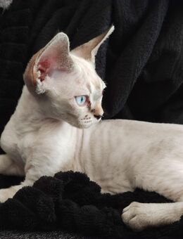 Devon Rex Kitten - Rheda-Wiedenbrück