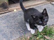 Welpen Katzen - Bonn Auerberg