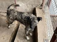 🐶Verspielter Lase🎾 - Eislingen (Fils)