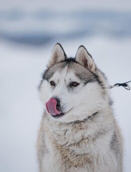 Wunderschöne Gerda - Süderholz