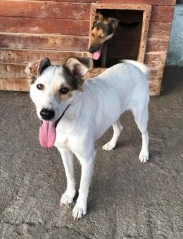 Lupus, freundlich aber zurückhaltend - Bonndorf (Schwarzwald)