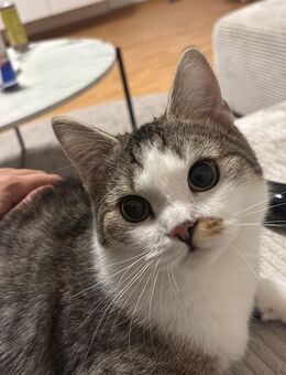 Verspielter 8-Monate alter Kater sucht ein liebevolles Zuhause - Hanau (Brüder-Grimm-Stadt)