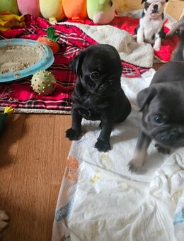 Bezaubernde mopswelpen - Schkeuditz