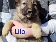 LILO ❤ sucht Zuhause oder Pflegestelle - Langenhagen
