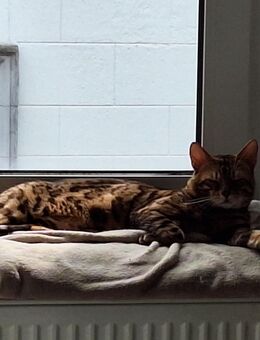 Bengal Kater Leo - Dortmund