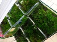 13 Sorten Aquariumpflanzen frisch eingetroffen. - Hohenroth