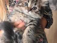 Britisch Longhair Kitten - Lengerich (Nordrhein-Westfalen)