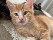 Kitten - Morsbach