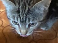 Katerchen Bengal Mix Baby Kitten - Bad Salzuflen Papenhausen