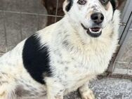 Hope 3 sucht liebe Menschen - Neuhausen (Fildern)