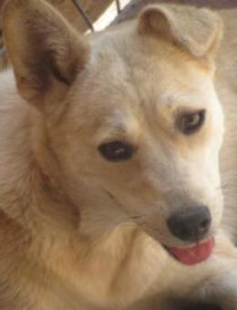 Selena ist zum Verlieben 🐾 - Elsdorf (Nordrhein-Westfalen)