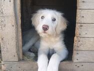 Millie sucht ihr Happy End - Enger (Widukindstadt)