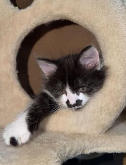 Liebes Kätzchen - Häusern