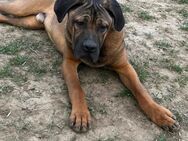 Cane corso 11 Monate alt - Frankfurt (Main) Bergen-Enkheim