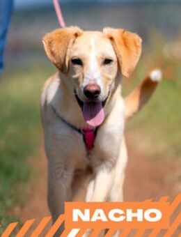 Nacho - zuckersüßer Spieljunkie - Berlin